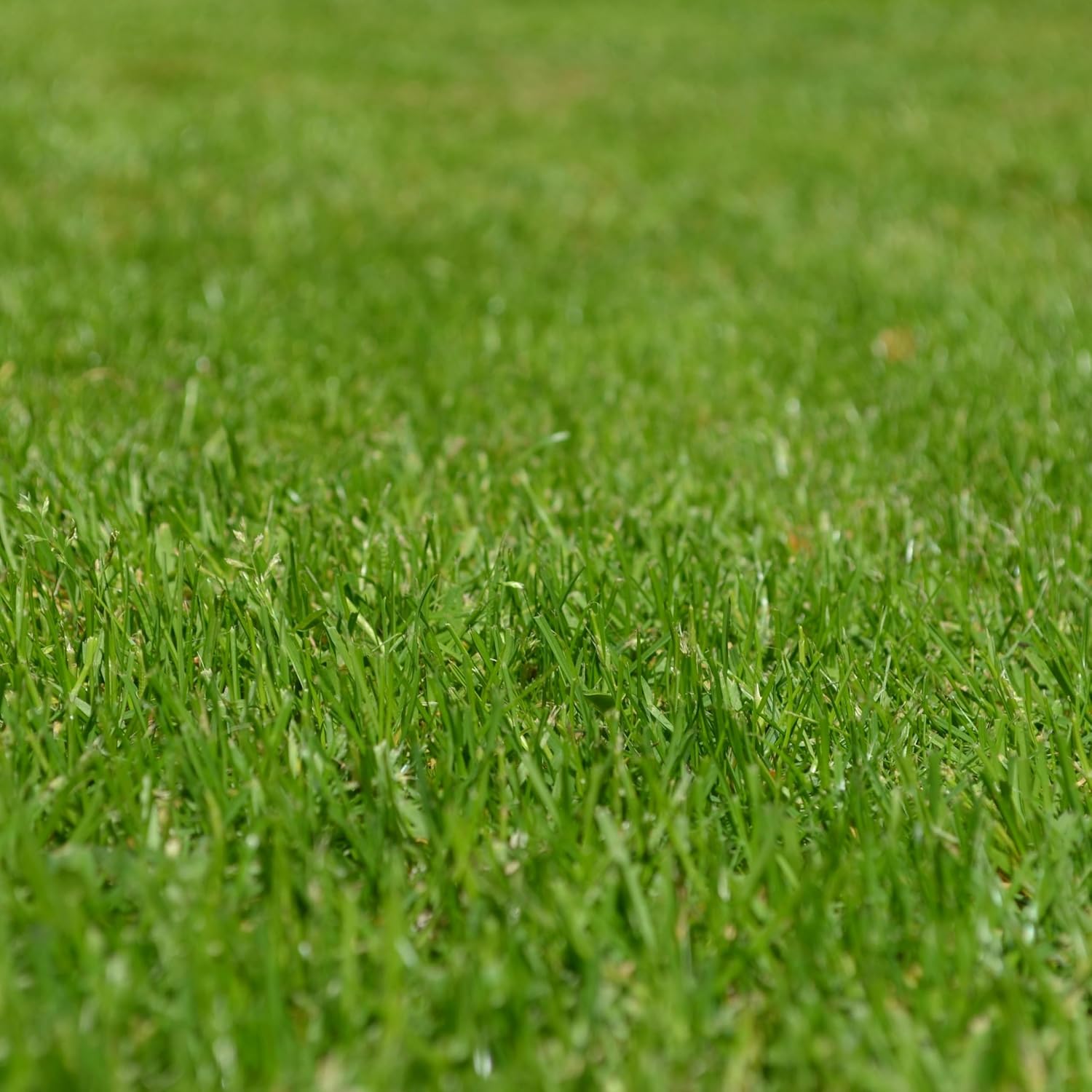 IndNursery Lawn Grass Seeds (Green, Pack of 10 gms) (2 Packet Combo)